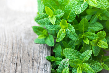 Fresh mint leaf,  lemon balm herb on wooden background with copyspace, close up.