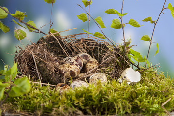 quail eggs in the nest and natural spring weather