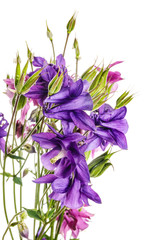 Flowers of Aquilegia isolated on a white background