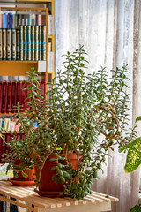 Fototapeta na wymiar Houseplant Crassula on the background of bookshelves. Money tree - Crassula ovata