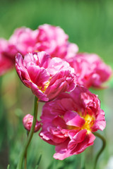  Beautiful spring tulips.