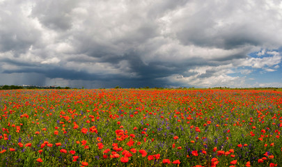 Summer floral background of nature - flowers of red poppies. Summer landscape with red poppies . A big plan is summer flowers.