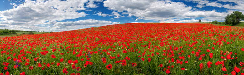 Summer floral background of nature - flowers of red poppies. Summer landscape with red poppies . A big plan is summer flowers.