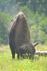 Żubr