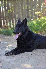 European Shepherd Dog