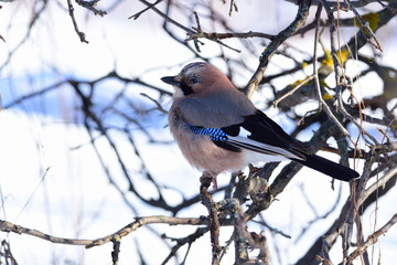 Eurasian jay sits in the branches of a wild apple tree against the background of snow.