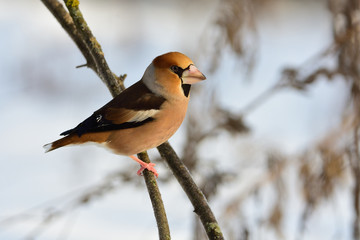 Fototapeta premium The hawfinch sits on a thin branch, meeting the dawn.
