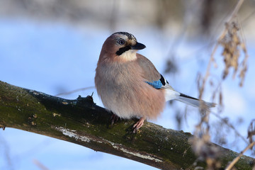 Eurasian jay sits on a thick branch, turning his head.