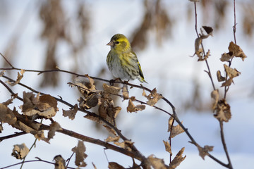 Eurasian siskin sits on a branch of a birch covered with dried leaves.