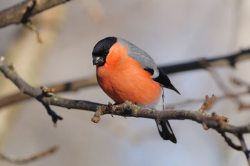 Common bullfinch looks from a branch of wild apples to the ground (where sunflower seeds lie).