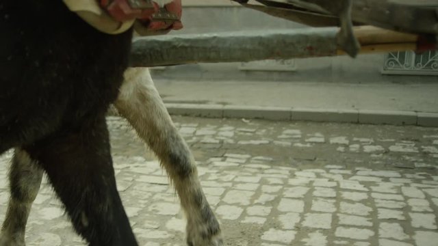 Riding vintage horse carriage on a cobble road. Horse-drawn Carriages runnig. Shot on RED EPIC DRAGON Cinema Camera.