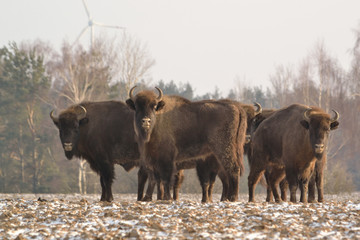 Żubry © Krzysztof