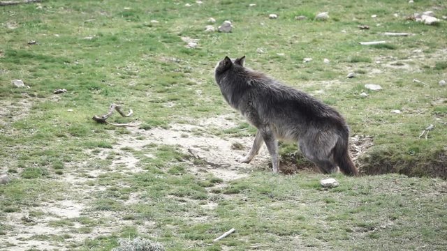 Canadian wolf going up in the ground
