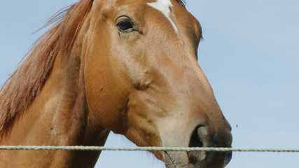Horse Head  © Vaternam