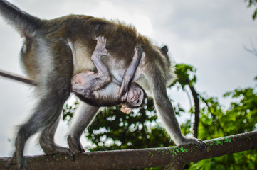 Monkey Mother with her Baby