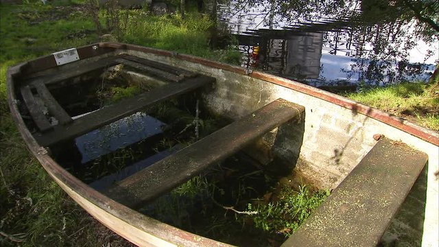 Shot of the inside of an old wooden boat that has been beached and is full of swampy water and plants growing inside. The waters edge and grass surround it.