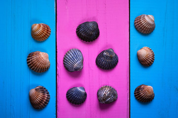 seashells on a colored background, frames and gentle background of two colors for writing text,