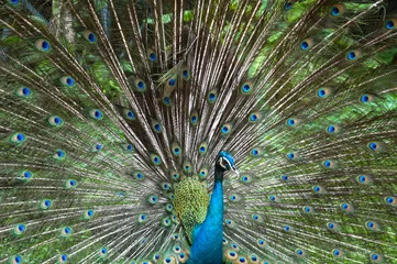 Fotobehang Peacock in his full beauty © Vaternam