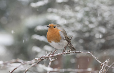 robin redbreast