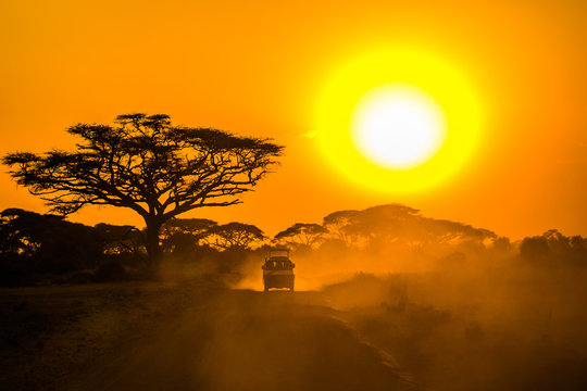 Fototapeta safari jeep driving through savannah in the sunset