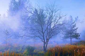 Fototapeta na wymiar Mysterious and beautiful forest in a blue fog.