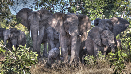 famiglia di elefanti © Marcello