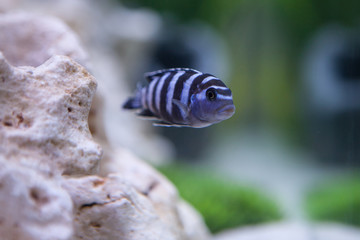 Pseudotropheus Demasoni. Cichlid fish from lake malawi.