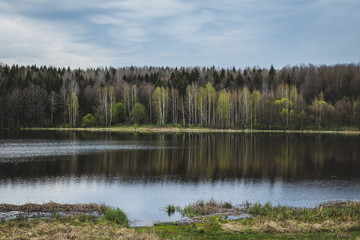 Fototapeta na wymiar Birch trees on the shore of the lake