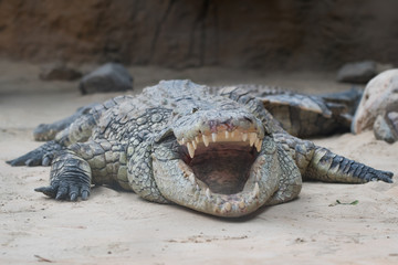 Crocodile with open mouth 