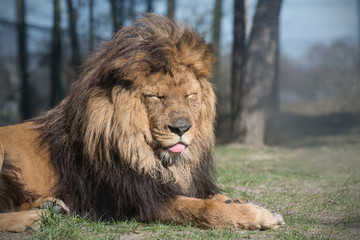 Sleeping lion