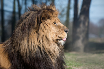 Lion sticks out tongue