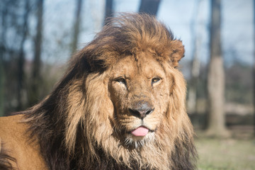Lion sticks out tongue