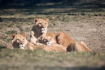 Fototapeta na wymiar Lions