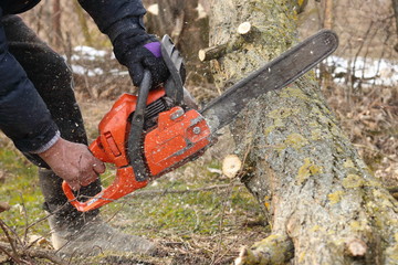 A man saws a branch of locust tree with an orange chain saw for gasoline to clean garden or park.