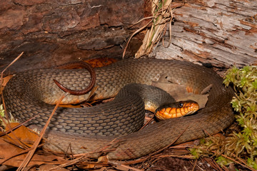 Naklejka premium Red-bellied Water Snake