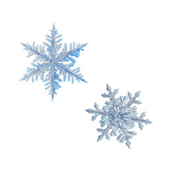 Two snowflakes isolated on white background. Macro photo of real snow crystals: large stellar dendrites with complex, ornate shapes, fine hexagonal symmetry, long, elegant arms and glossy surface.