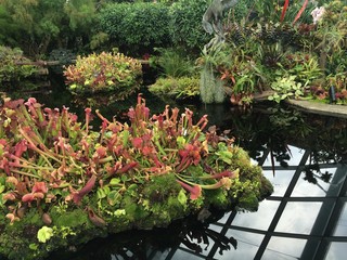 Carnivorous plants growing next to a pond in the cloud forest dome