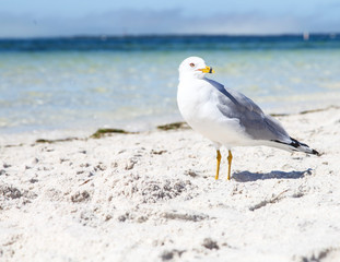 Beach Bird