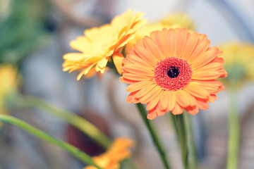 gerbera orange