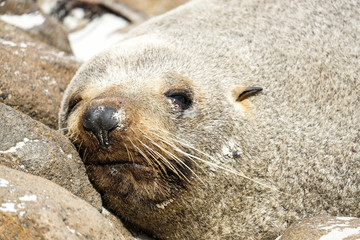 Sea lion