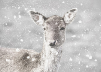deer in the snow