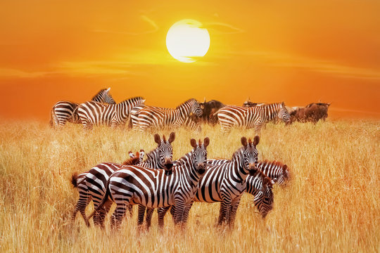 Group of african zebras at sunset in the Serengeti National Park. Africa. Tanzania. Artistic african fantastic image.