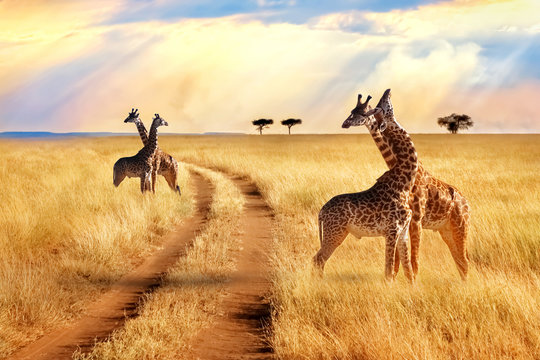 Group of giraffes near the road in the Serengeti National Park. Sunset background. African safari.