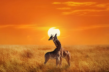 Giraffes in the Serengeti National Park.  Africa. Tanzania. Sunset background.