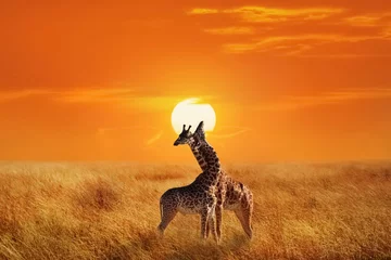 Gordijnen Giraffes in the Serengeti National Park.  Africa. Tanzania. Sunset background. © delbars