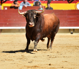 toro tradicional en españa