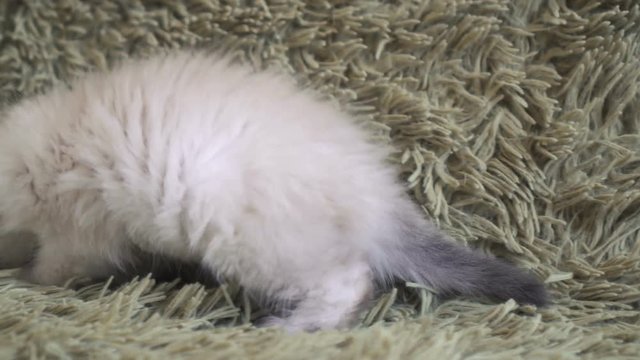 Playful kitten laying on a floor playing with a mouse toy