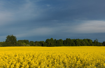 Beautiful yellow canola field at overcast day. Rapeseed field for biofuels and rainy clouds.