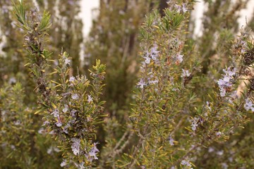 Rosmarinus Officinalis plant