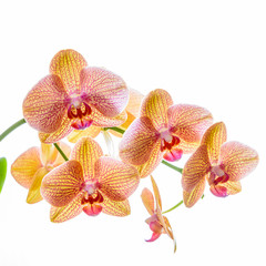 Geaderte gelbe Orchidee isoliert